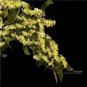 Digitaline - Anticlockwise download free